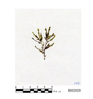 互生鱗葉苔藏品圖，第1張